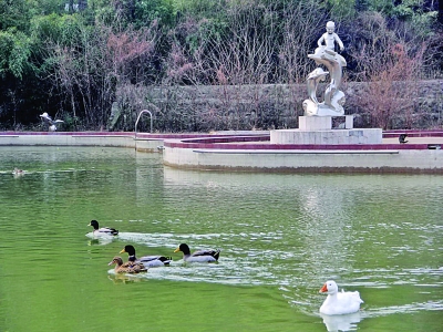 最近南京废弃的游泳池成了鸭子的乐园
